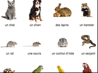 Imagier des animaux de compagnie