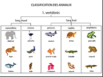 Fiche à imprimer, classification des animaux