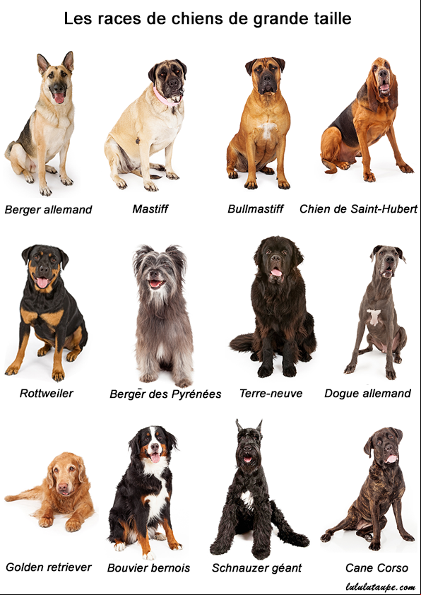 Les races de chiens de grande taille, fiche pédagogique gratuite à imprimer