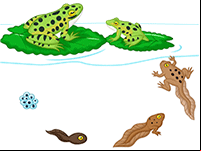 Cycle de vie de la grenouille, l'œuf, le têtard, la grenouille
