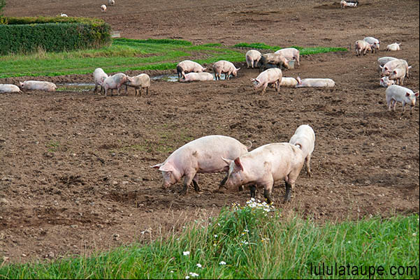 Enclos pour cochon avec mare