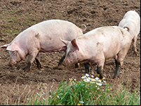 Le cochon