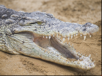 Le crocodile