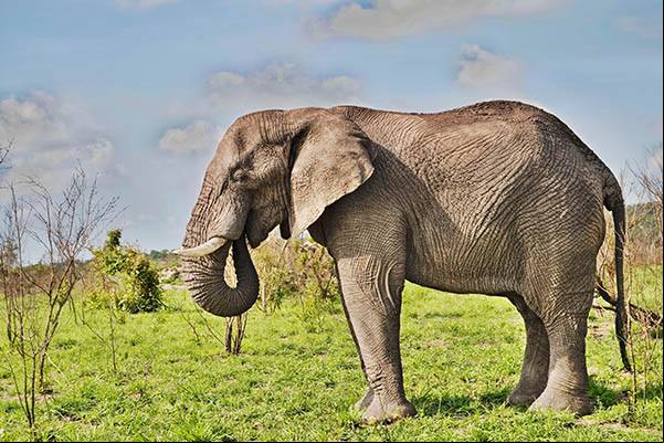 Un éléphant d'Afrique