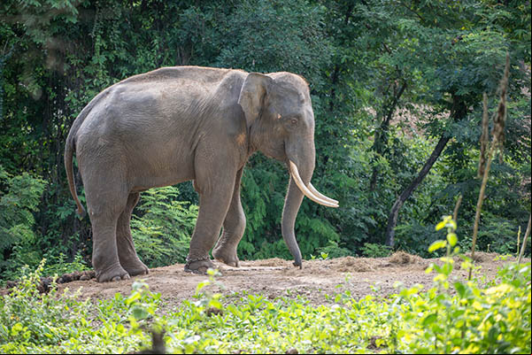 Un éléphant d'Asie