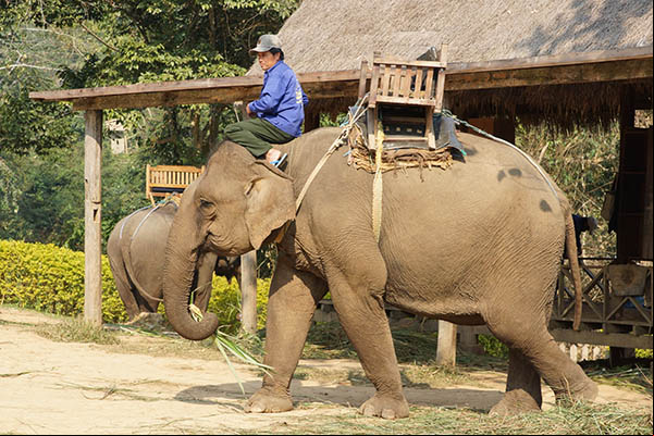 Un cornac sur le dos d'un éléphant d'Asie