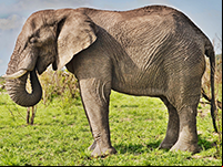 L'éléphant