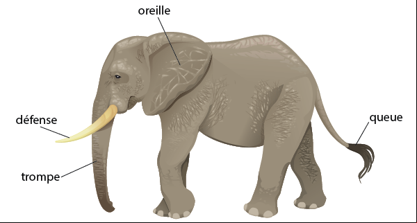 Un éléphant, descriptif