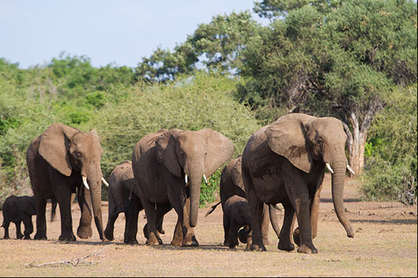 Harde d'éléphants d'Afrique