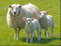 Le mouton