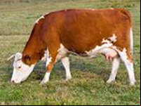 Une vache qui broute