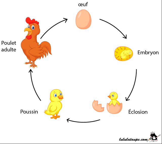 Fiche à imprimer gratuitement, l'œuf, le poussin, le poulet, la poule