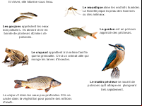 Imagier des animaux de l'étang