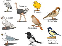 Imagier des oiseaux, fiche gratuite à imprimer