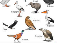Imagier des oiseaux, le corbeau, l'albatros, le canard, l'oie, le colibri, le coucou, le dindon, la cigogne, le kiwi, l'aigle, le faucon, le pélican, le faisan et le vautour