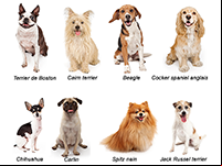 Imagier les races de chiens