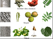 Fiche éducative, reconnaître les arbres de la forêt : charme, sorbier, noyer, tilleul et hêtre
