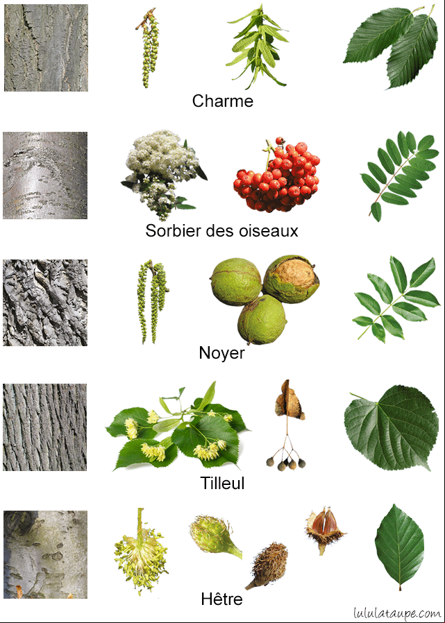 Les arbres de la forêt, fleurs, fruits, écorce et feuilles