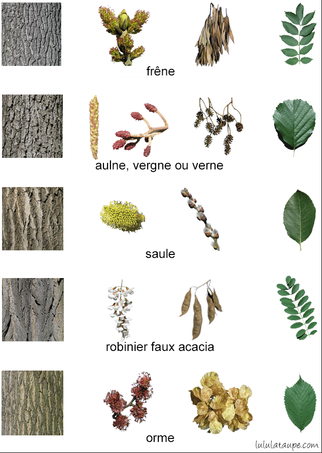 Les arbres de la forêt, fleurs, fruits, écorce et feuilles : érable, marronnier, tremble, chêne et merisier 