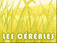 Imagier les céréales