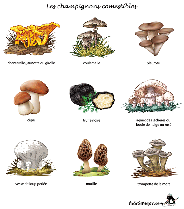Les champignons comestibles, fiche gratuite à imprimer