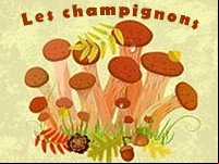 Fiche pédagogique, les champignons