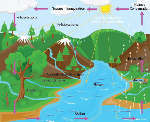 Le cycle de l'eau