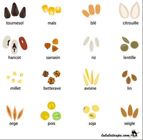 Différentes variétés de graines