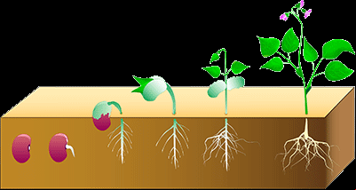 Germination du haricot