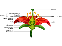 Imagier pour apprendre les noms des fruits exotiques