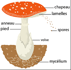 Schéma du champignon