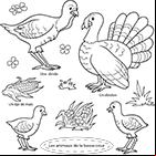Coloriage les animaux de la basse-cour : dindon, dinde et dindonneaux