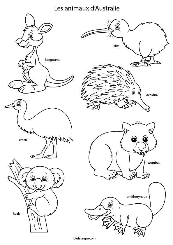 Coloriage, kangourou, kiwi, émeu, échidné, wombat, koala, ornithorynque