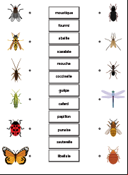 Exercice ludique à imprimer, les insectes