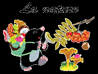 Fiches de découverte de la nature